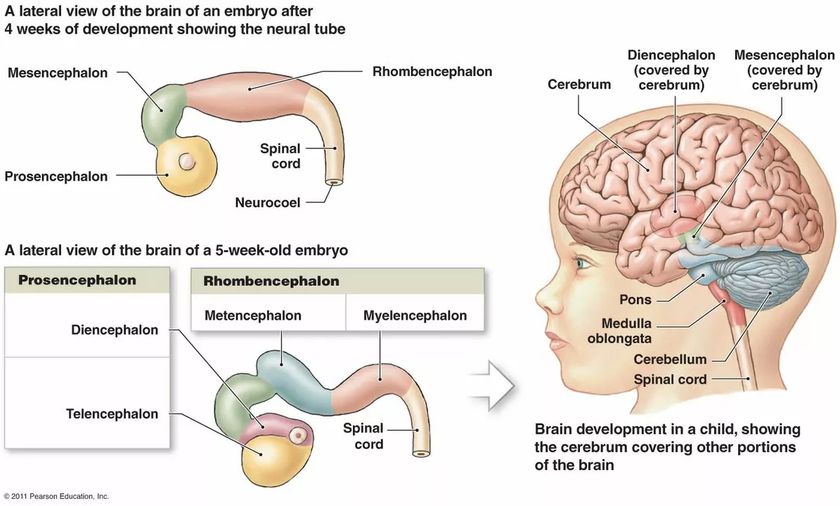 Cyclosporine and the Nervous System: A Comprehensive Guide